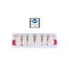 Dymon-Hue Plastic Teeth - Anterior 1 x 6 card